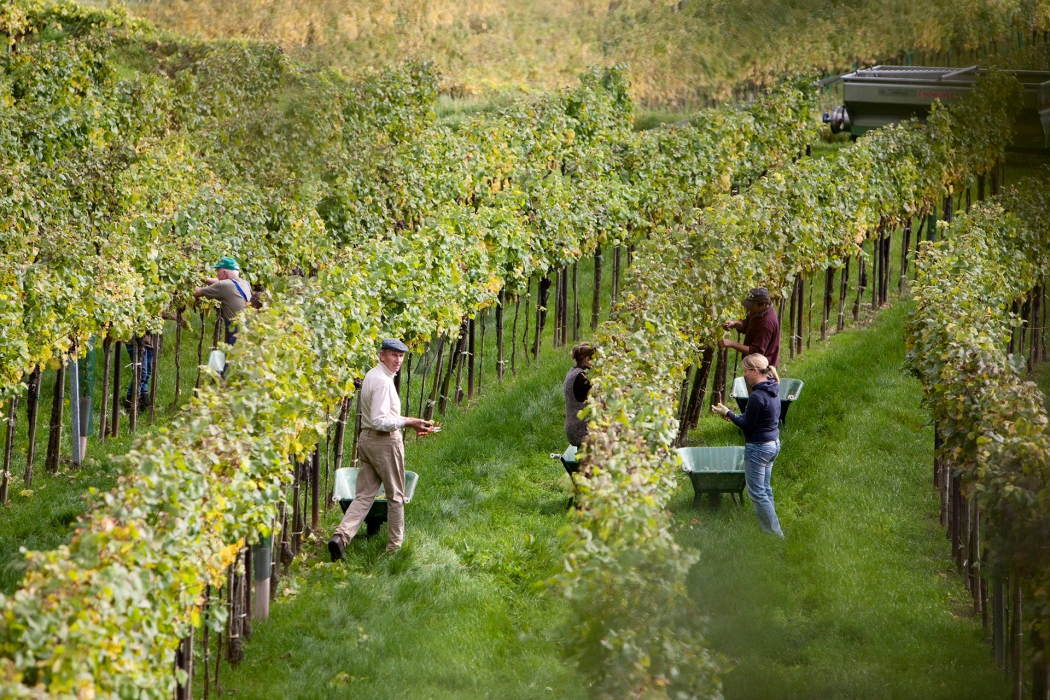 Vineyard Photoshoot in Austria