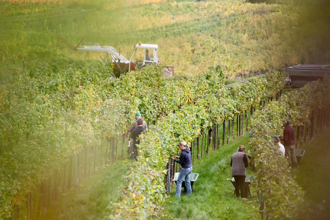 Vineyard Photoshoot in Austria