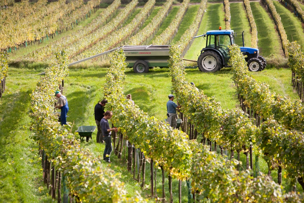 Vineyard Photoshoot in Austria. © Michele Agostinis/Visualbrand