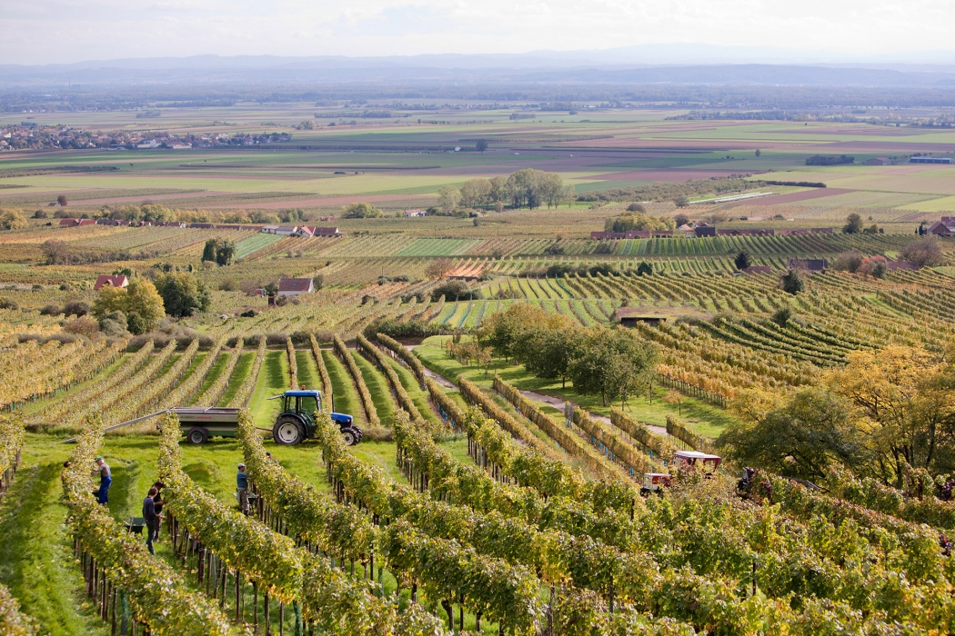 Vineyard Photoshoot in Austria