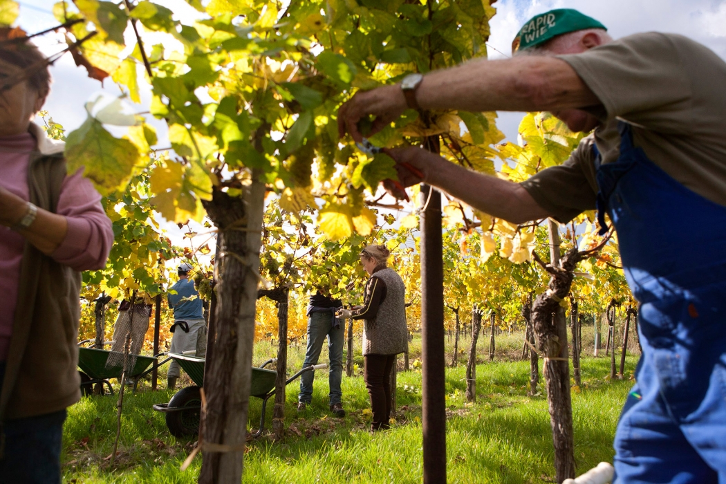 Vineyard Photoshoot in Austria