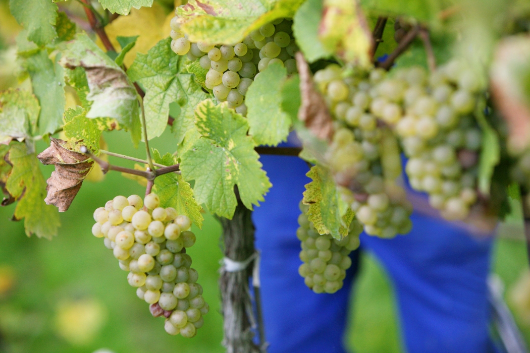 Vineyard Photoshoot in Austria