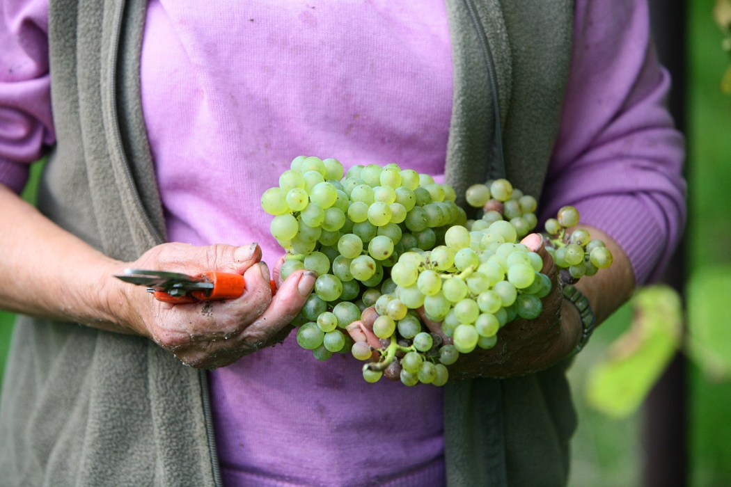 Vineyard Photoshoot in Austria