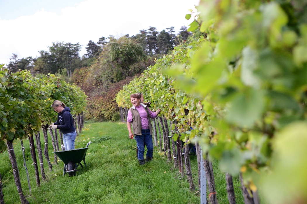 Vineyard Photoshoot in Austria