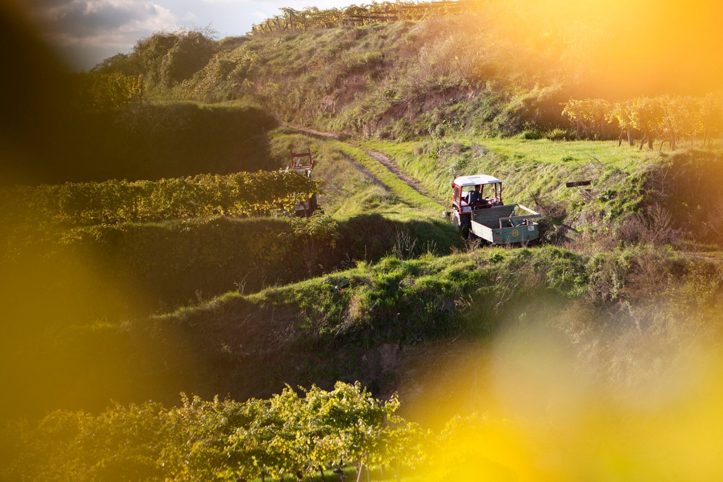 Vineyard Photoshoot in Austria