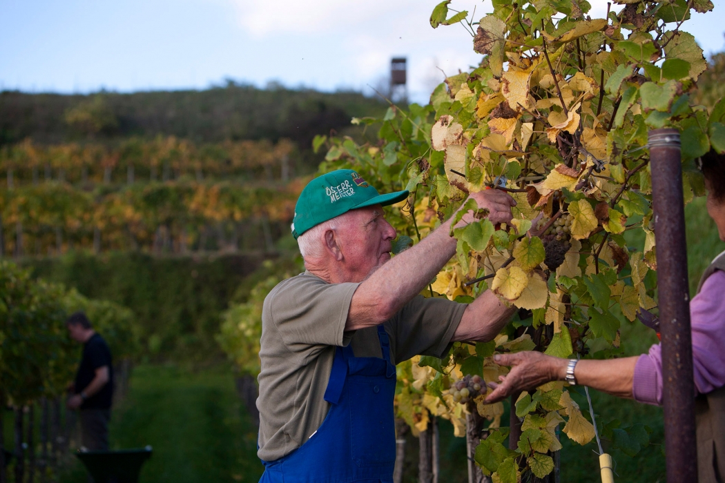 Vineyard Photoshoot in Austria